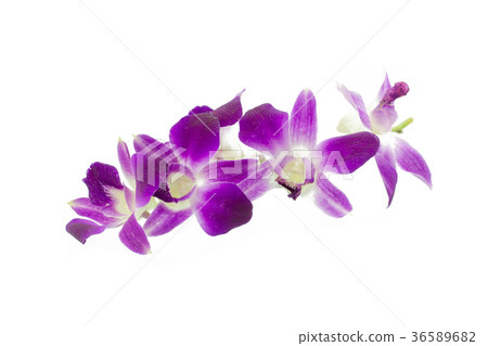 Purple orchid isolated on white 36589682