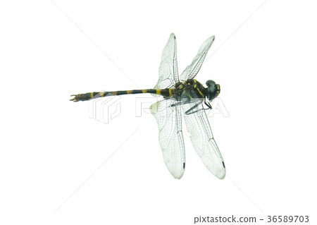 Black dragonfly isolated on a white background 36589703