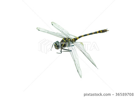 Black dragonfly isolated on a white background Black dragonfly isolated on a white background 36589708