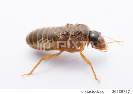 flying termite or Alates isolated on white  36589727