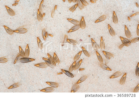many of brown winged termite (alates)  36589728