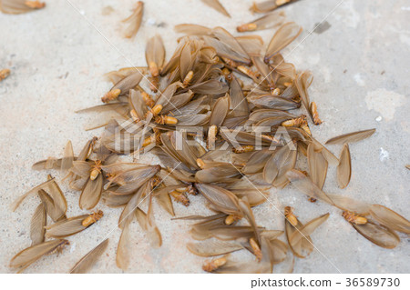 many of brown winged termite (alates) many of brown winged termite (alates) 36589730