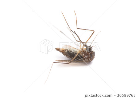 close-up or macro of a Mosquito on a white close-up or macro of a Mosquito on a white 36589765