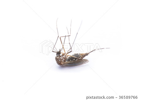close-up or macro of a Mosquito on a white close-up or macro of a Mosquito on a white 36589766