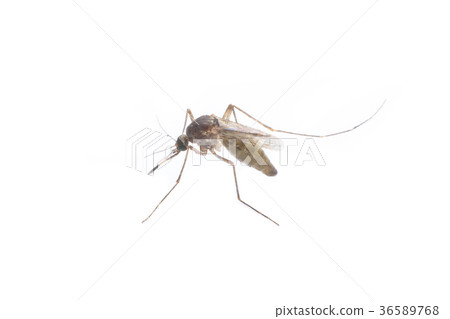 close-up or macro of a Mosquito on a white close-up or macro of a Mosquito on a white 36589768