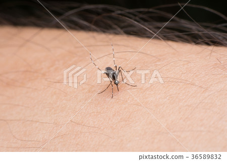 Close-up mosquito sucking blood Close-up mosquito sucking blood 36589832