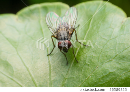 house fly in extreme close up sitting on leaf. house fly in extreme close up sitting on leaf. 36589833