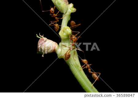 Macro of red ant in nature. Red ant is very small. 36589847