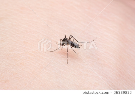 Close-up mosquito sucking blood Close-up mosquito sucking blood 36589853