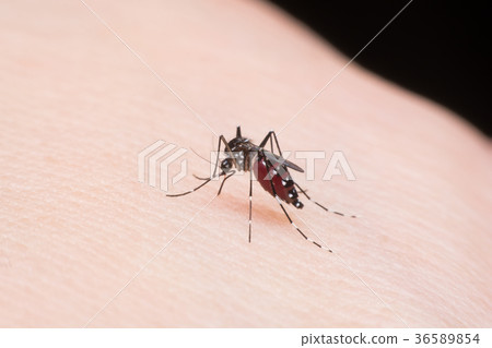 Close-up mosquito sucking blood 36589854