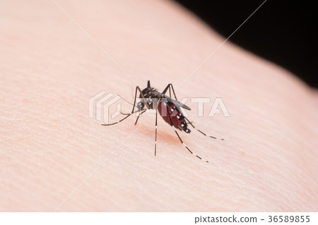 Close-up mosquito sucking blood 36589855