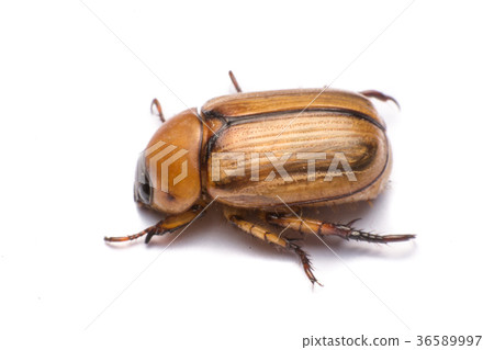 close up may beetle or cockchafer isolated close up may beetle or cockchafer isolated 36589997
