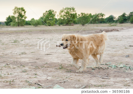 golden retriever playing outdoor with wooden stick golden retriever playing outdoor with wooden stick 36590186