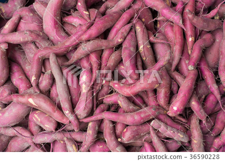 sweet potato background sweet potato background 36590228