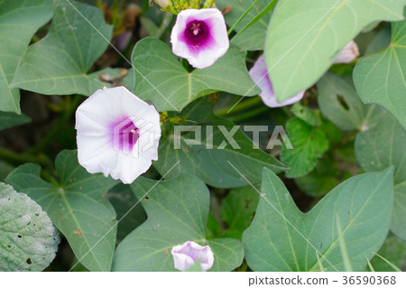 Purple flower sweet potato background 36590368
