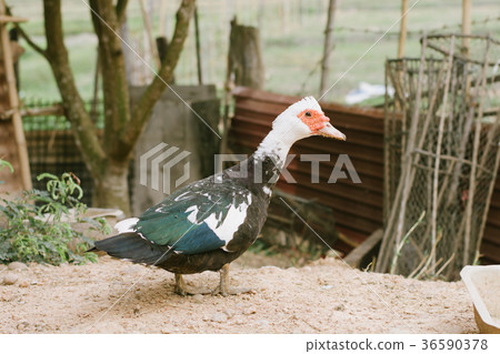 Mute duck. Duck in farm. Duck staring at you Mute duck. Duck in farm. Duck staring at you 36590378