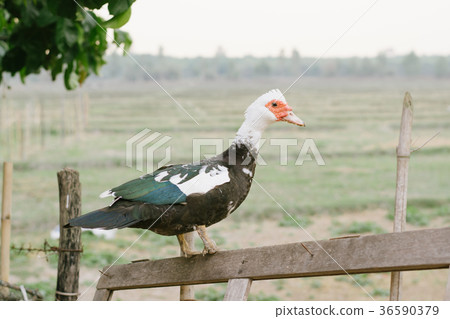 Mute duck. Duck in farm. Duck staring at you. Mute duck. Duck in farm. Duck staring at you. 36590379