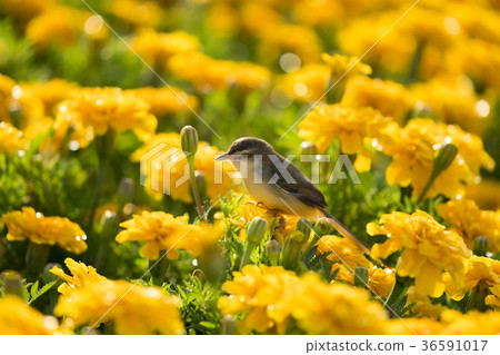 Plain Prinia or White-browed Prinia 36591017