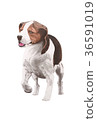 Beagle dog illustration 36591019