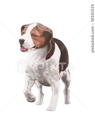 Beagle dog illustration Beagle dog illustration 36591019