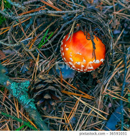 Amanita Muscaria poisonous mushroom Amanita Muscaria poisonous mushroom 36591031
