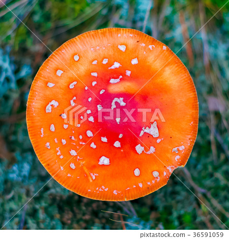 Amanita Muscaria poisonous mushroom 36591059