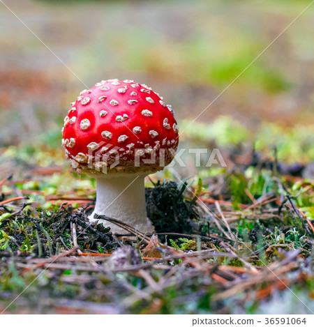 Amanita Muscaria poisonous mushroom Amanita Muscaria poisonous mushroom 36591064