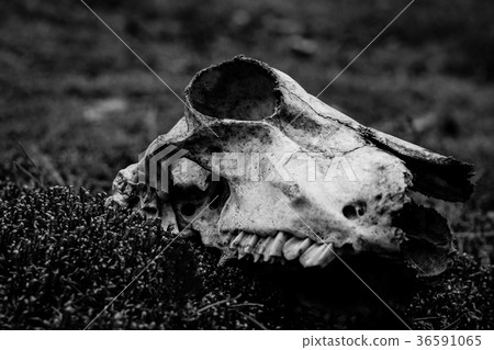 Animal skull on the ground. Loneliness Animal skull on the ground. Loneliness 36591065