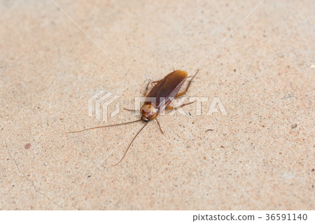 cockroach on concrete floor cockroach on concrete floor 36591140