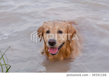 Golden Retriever in play at the lake 36591188