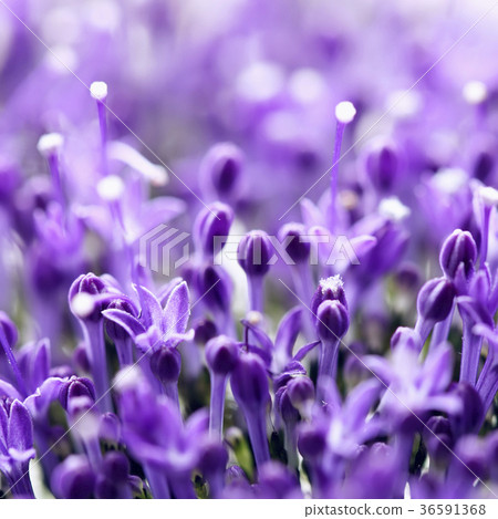 Close-up of picturesque violet flowers 36591368