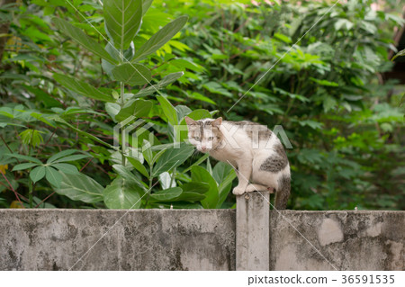 Cat sit down on a concrete wall 36591535