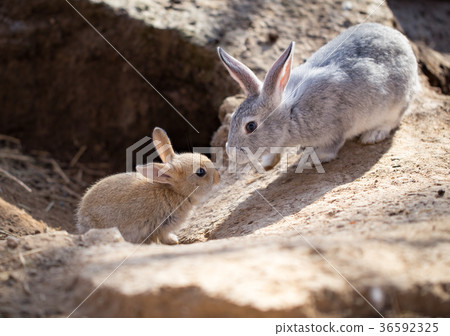 Hares on the ground in the wild Hares on the ground in the wild 36592325