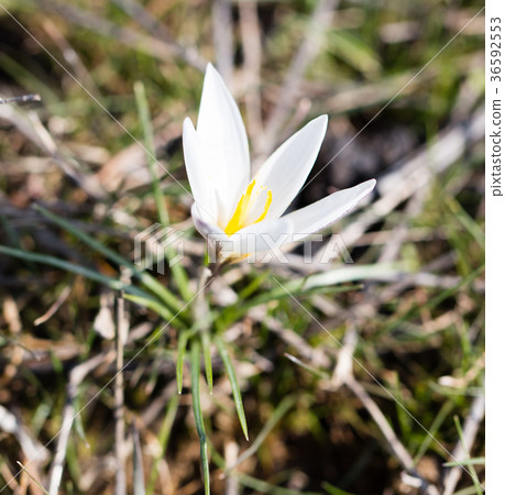 Beautiful snowdrop flower on nature in spring Beautiful snowdrop flower on nature in spring 36592553