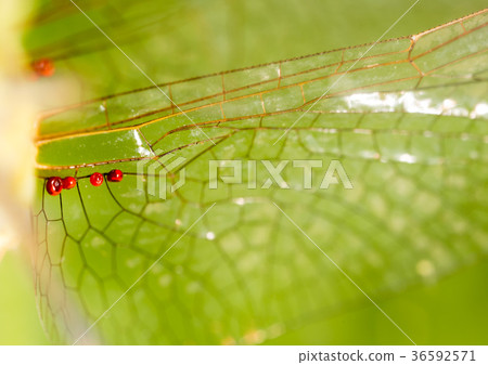 Wings of a dragonfly as a background 36592571