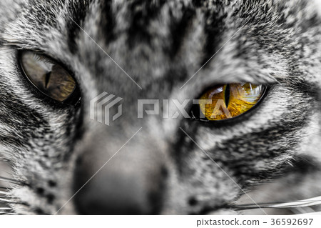 Colonia del Sacramento cat Colonia del Sacramento cat 36592697