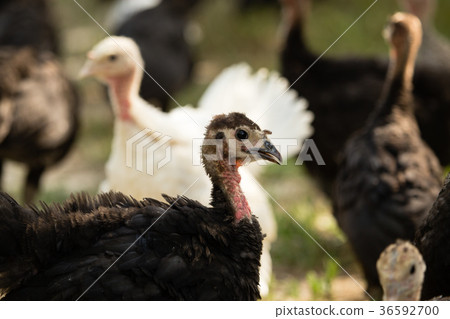 Young turkey on the farm Young turkey on the farm 36592700