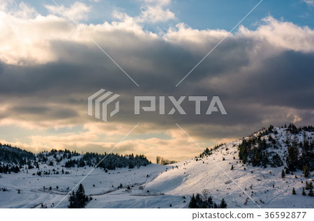 forested hillside covered with snow forested hillside covered with snow 36592877