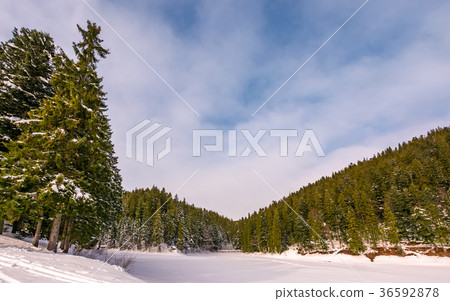 spruce forest in winter spruce forest in winter 36592878