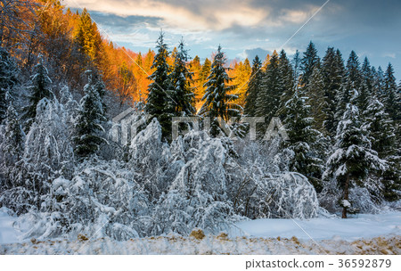 snowy spruce forest at gorgeous sunset 36592879