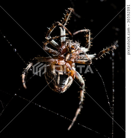 The spider sits on a web on the hunt The spider sits on a web on the hunt 36592891