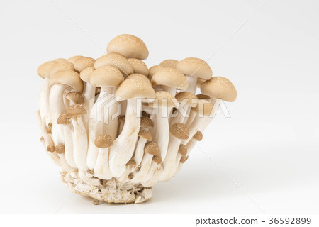 Beech Shimeji 36592899