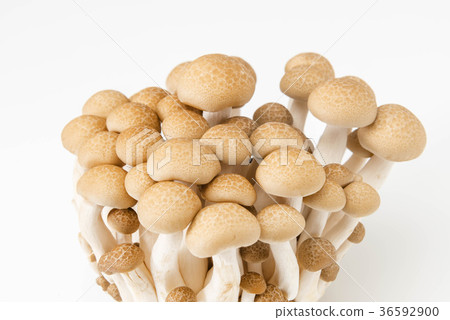 Beech Shimeji 36592900
