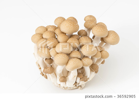 山毛櫸目次 36592905