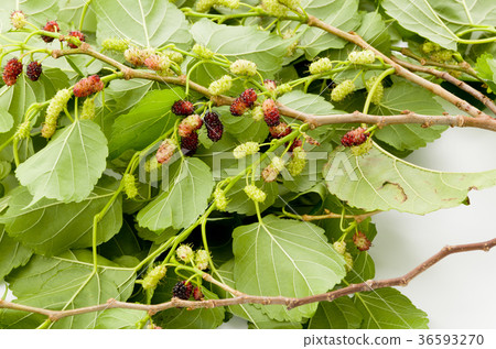 Mulberry fruit 36593270