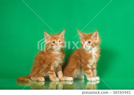 Two Cute Maine coon kittens on green bacground Two Cute Maine coon kittens on green bacground 36593491