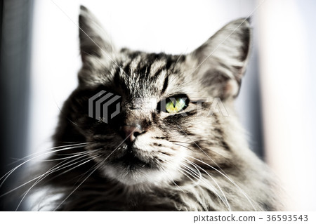 Valparaiso fur cat Valparaiso fur cat 36593543