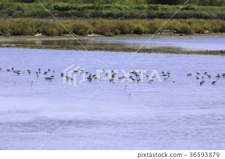 a flock of birds that live in wetland area 36593879