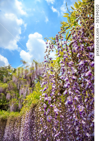 Wisteria curtain 36594010