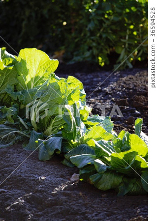 Winter vegetables scenery 7 Winter vegetables scenery 7 36594528